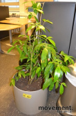 Solgt!Planter i potte, pent brukte - 2 / 2