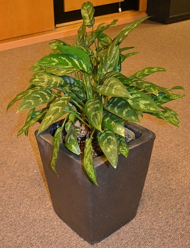 Solgt!Plante i liten, solid blomsterpotte