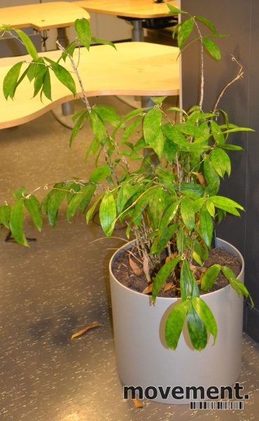 Solgt!Planter i potte, pent brukte - 1 / 2