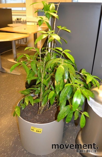 Solgt!Planter i potte, pent brukte - 2 / 2