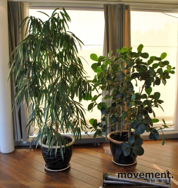 Solgt!Stor grønn plante i blå - 1 / 8