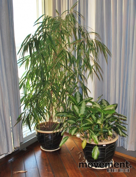 Solgt!Stor grønn plante i blå - 2 / 8