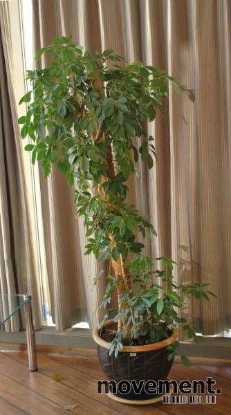 Solgt!Stor grønn plante i blå - 5 / 8