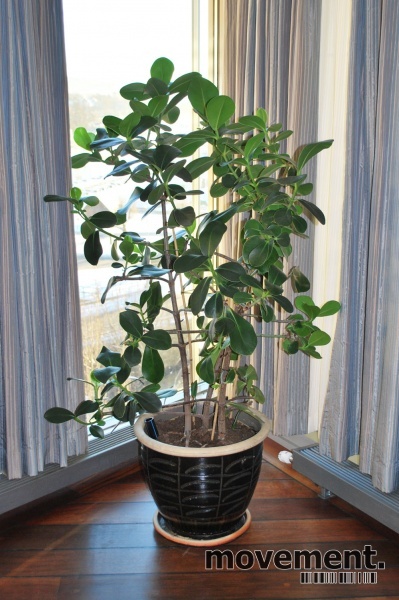 Solgt!Stor grønn plante i blå - 4 / 8