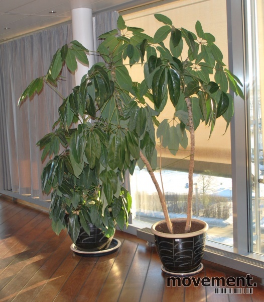 Solgt!Stor grønn plante i blå - 3 / 8