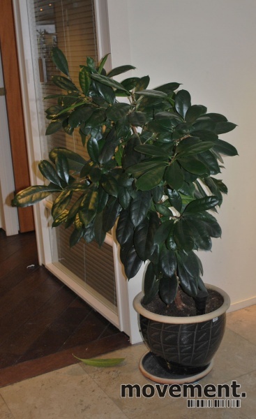 Solgt!Stor grønn plante i blå - 7 / 8