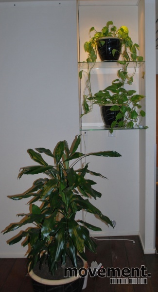 Solgt!Stor grønn plante i blå - 6 / 8