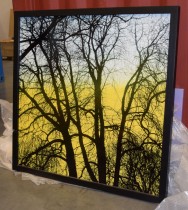 Dekorativt bilde i gult/sort 150x150cm, motiv av trær, print på metall, pent brukt