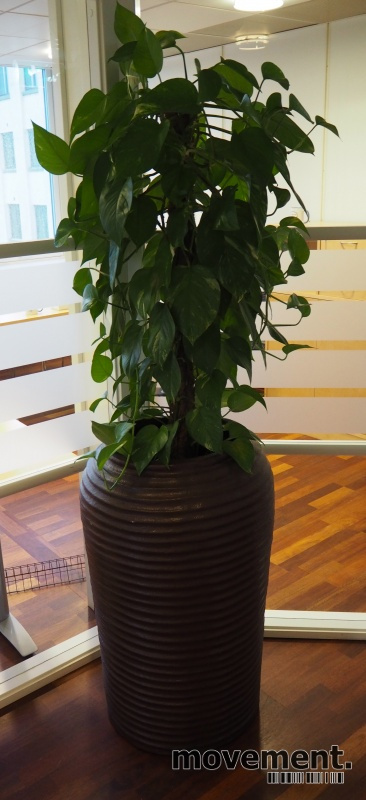 Solgt!Grønn Gullranke-plante i stor,