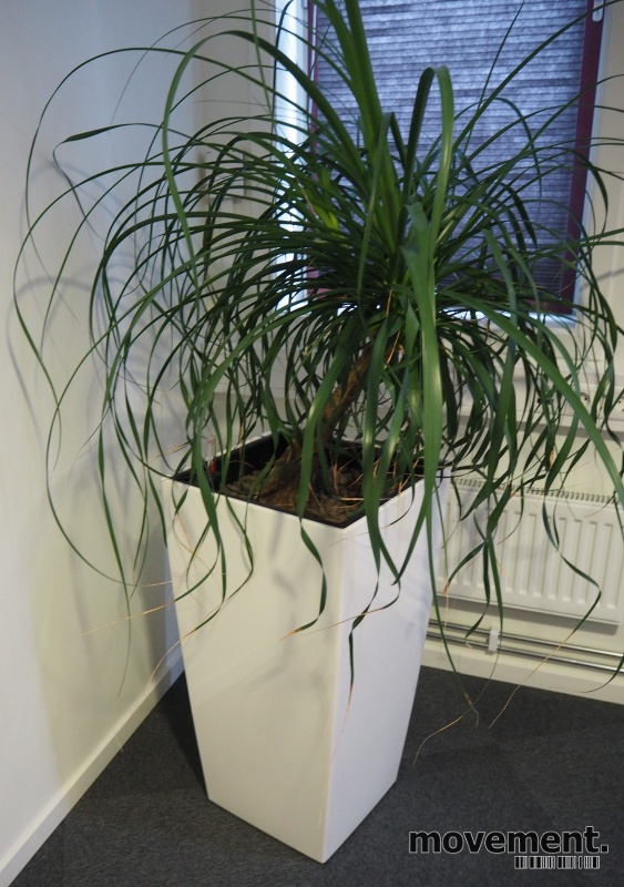 Solgt!Grønn plante, Elefantfot,