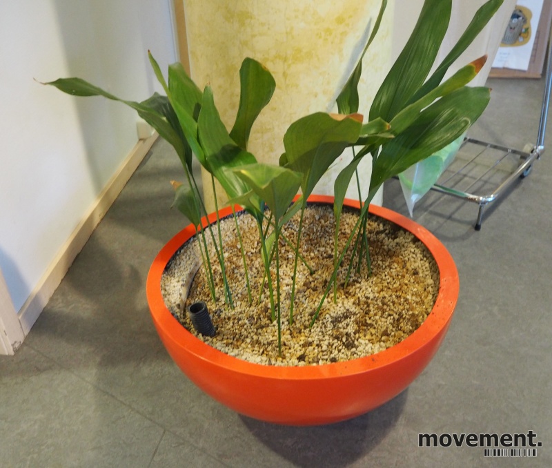 Solgt!Grønn plante, Ungkarstrøst i rød,