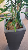 Solgt!Grønn plante, Yucca-palme i - 2 / 2