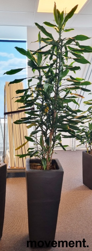 Solgt!Grønn plante, Yucca-palme i - 1 / 2