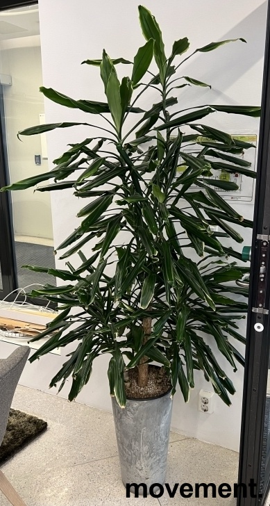 Solgt!Grønn plante, Yuccapalme i potte,