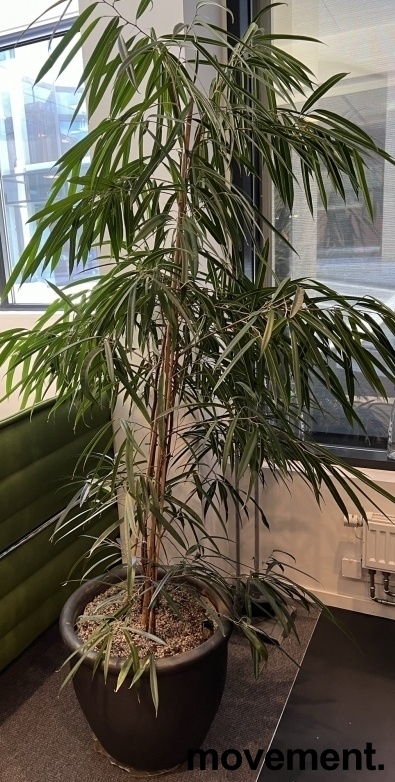 Solgt!Grønn plante, stor Ficus-plante i
