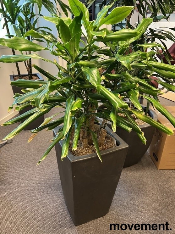 Solgt!Grønn plante, Yucca-palme i
