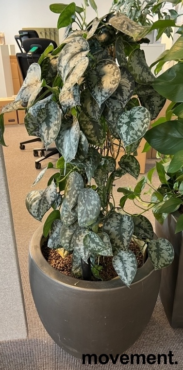 Solgt!Grønn plante, Sølvranke i rund