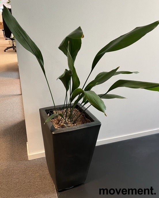 Solgt!Grønn plante, Ungkarstrøst i