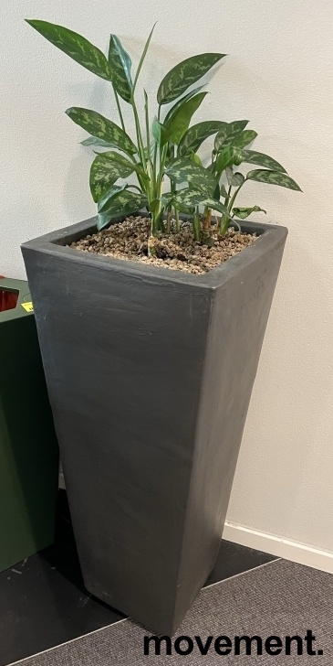 Solgt!Grønn plante, Sjømannstrøst i