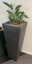 Grønn plante, Sjømannstrøst i keramikkpotte, høyde ca 130cm