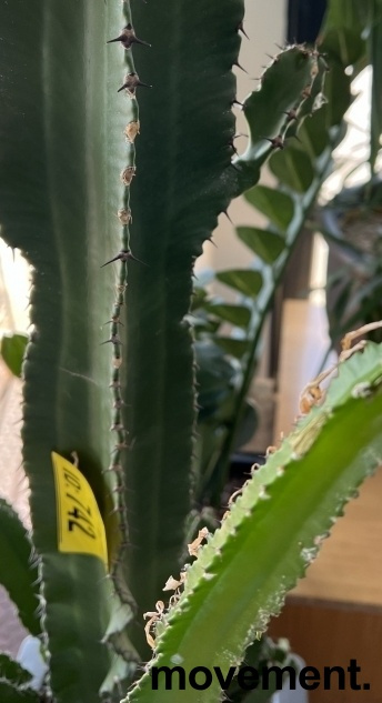 Solgt!Grønn plante / kaktus, Euphorbia - 3 / 3
