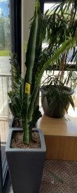 Solgt!Grønn plante / kaktus, Euphorbia - 1 / 3