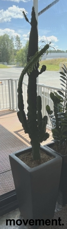 Solgt!Grønn plante / kaktus, Euphorbia - 2 / 3
