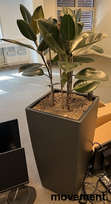 Solgt!Grønn plante, Gummiplante i - 1 / 2