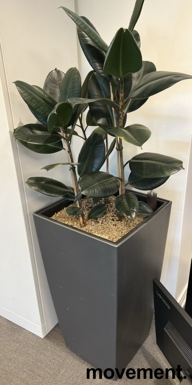 Solgt!Grønn plante, Gummiplante i - 2 / 2