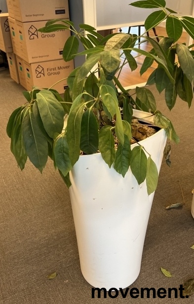 Solgt!Grønn plante, Schefflera
