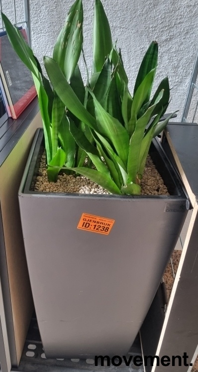Solgt!Grønn plante, Svigemors tunge i
