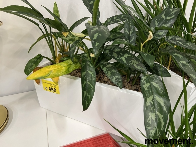 Solgt!Grønn plante, 3stk Sjømannstrøst i