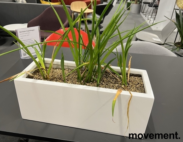 Solgt!Grønn plante, 3stk Papyrus i potte
