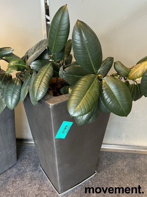 Solgt!Grønn plante, Gummiplante i