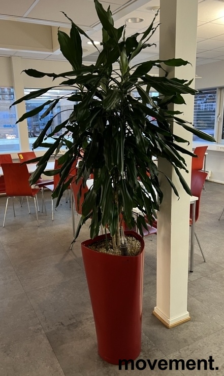 Solgt!Grønn plante, Yuccapalme i rød - 1 / 2