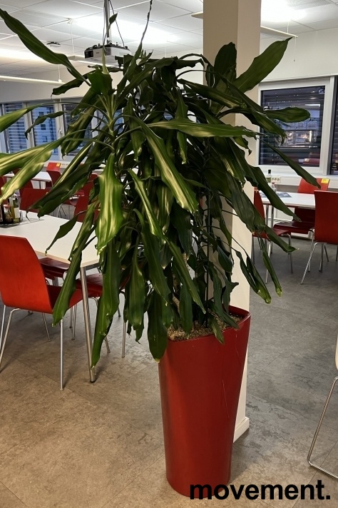 Solgt!Grønn plante, Yuccapalme i rød - 2 / 2