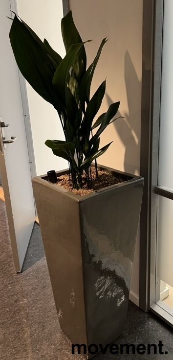 Solgt!Grønn plante, Ungkarstrøst i