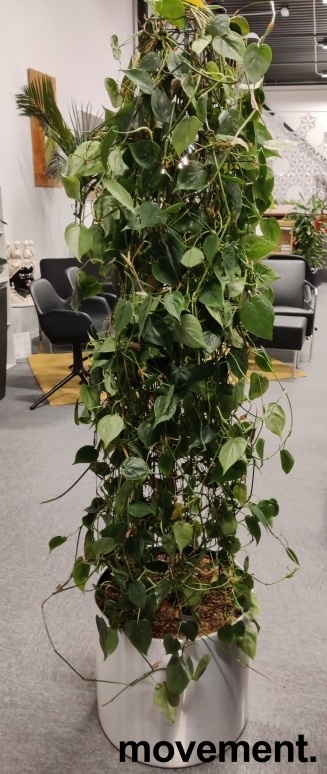 Solgt!Grønn Scindapsus klatreplante - 1 / 2