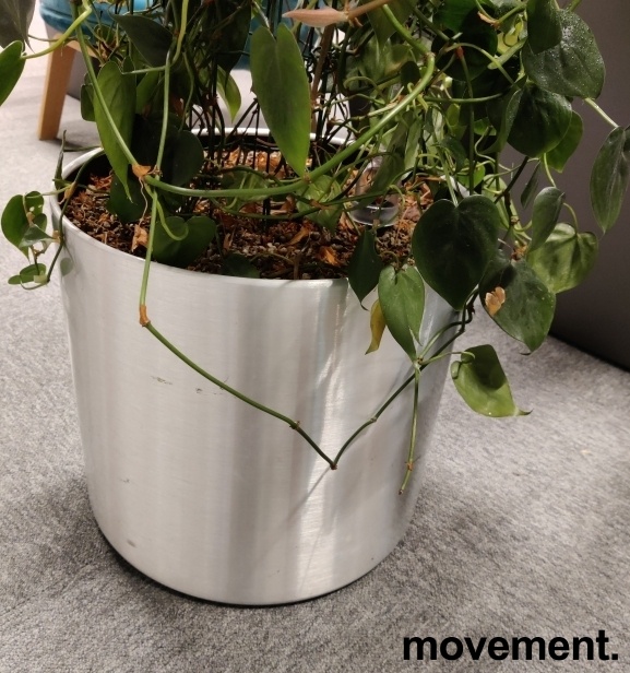 Solgt!Grønn Scindapsus klatreplante - 2 / 2
