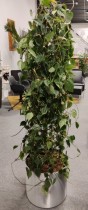 Grønn Scindapsus klatreplante (ranke) i selvvannende potte, Ø=40cm, høyde ca 170cm