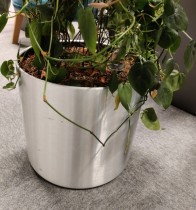 Grønn Scindapsus klatreplante (ranke) i selvvannende potte, Ø=40cm, høyde ca 170cm