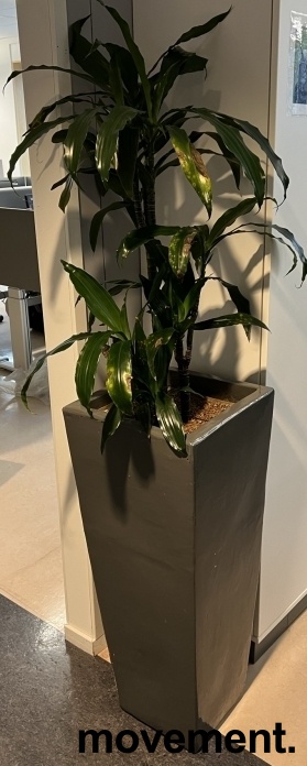 Solgt!Grønn plante, Yuccapalme i