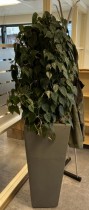 Grønn Scindapsus klatreplante (ranke) i selvvannende potte, høyde ca 180cm