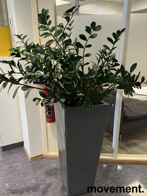 Solgt!Grønn plante, Smaragdpalme i