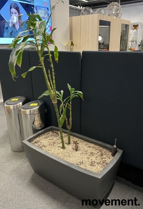 Solgt!Grønn plante, Yuccapalme i stor,