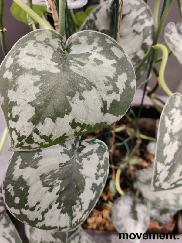 Solgt!Grønn plante, Sølvranke i  potte, - 2 / 2