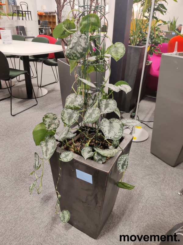 Solgt!Grønn plante, Sølvranke i  potte, - 1 / 2