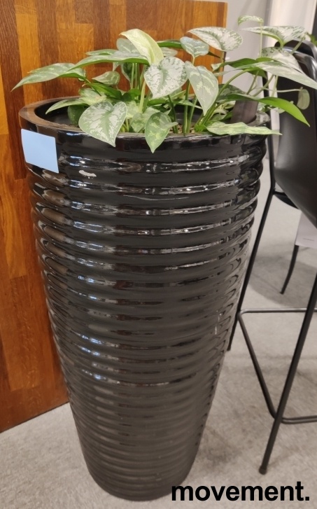 Solgt!Grønn plante, Sølvranke i - 1 / 2