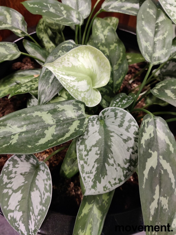 Solgt!Grønn plante, Sølvranke i - 2 / 2