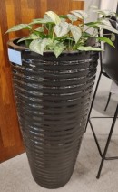 Grønn plante, Sølvranke i selvvannende potte, høyde 105cm